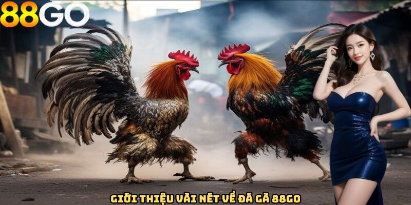 Giới thiệu vài nét về đá gà 88GO