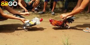 Những giống loài ưa chuộng nhất trong đá gà cựa sắt