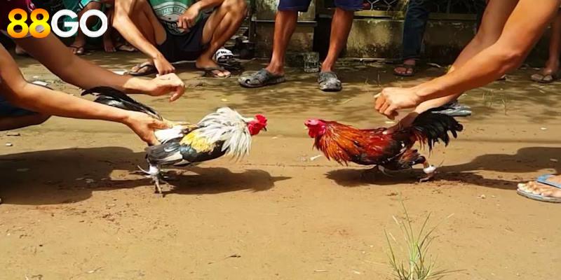 Những giống loài ưa chuộng nhất trong đá gà cựa sắt