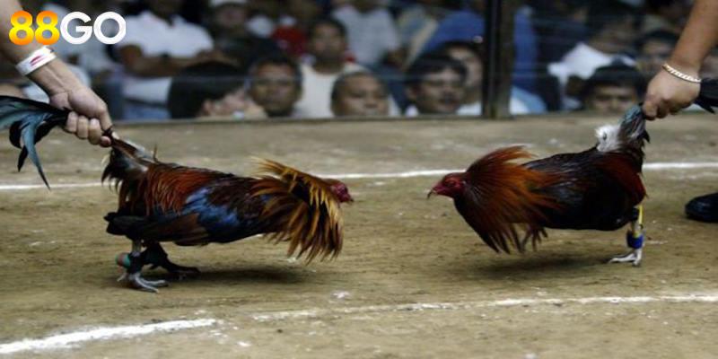 Thông tin về đá gà cựa sắt